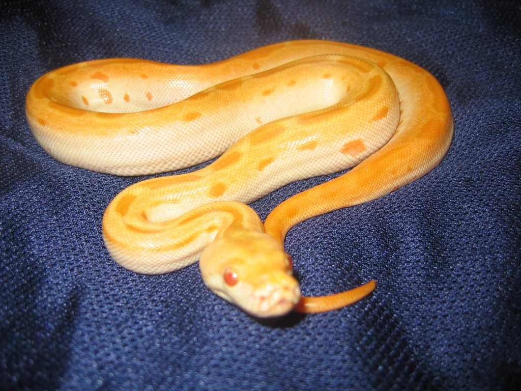 Albino Green Burmese Female $175