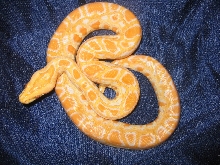 Albino Burmese Male #7