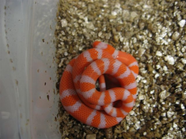 Hybino Honduran
