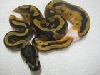 2009 Male Piebald 1