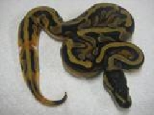 2009 Piebald Male 2