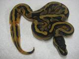 2009 Piebald Male 2