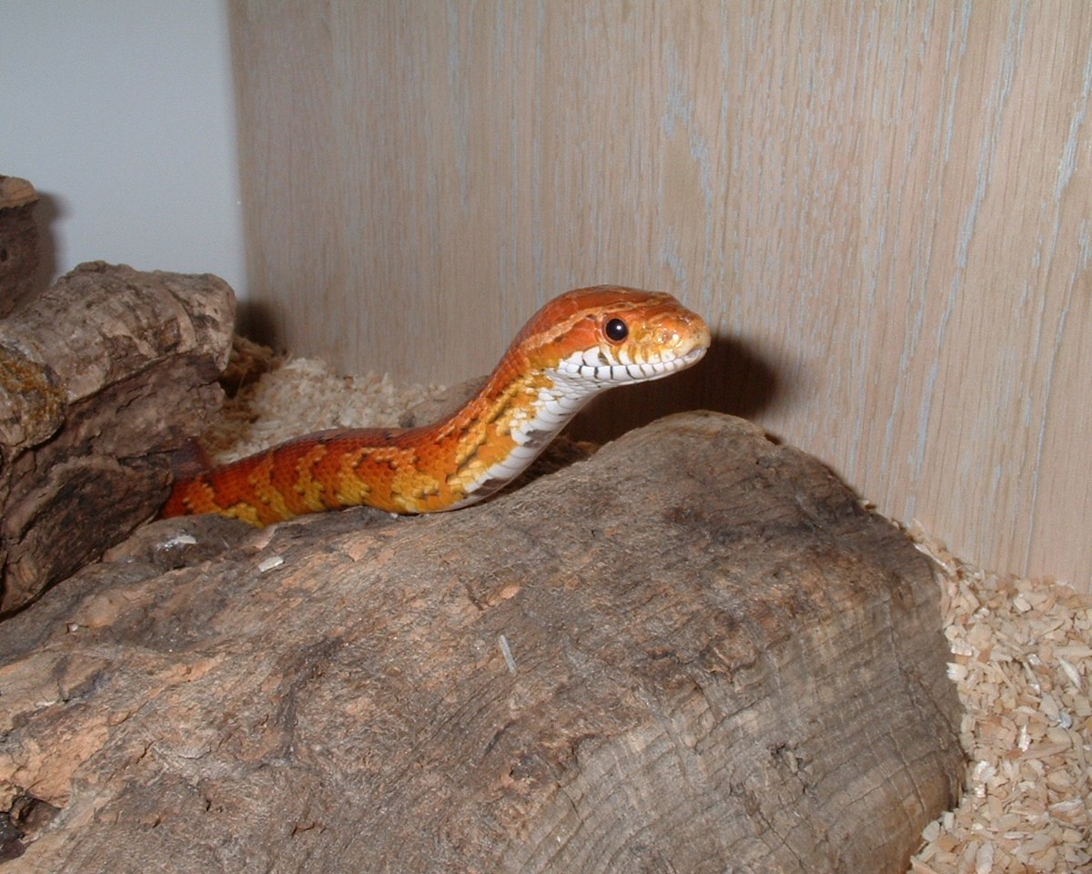 Kami