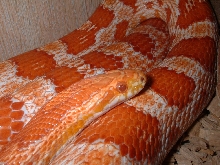 Kyan