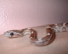 Lavender het. Ghost