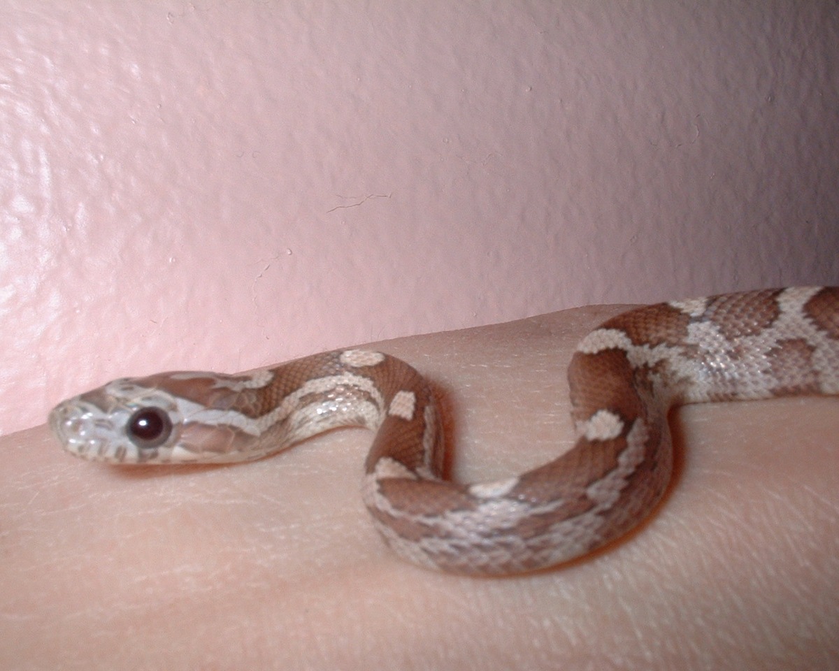 Lavender het. Ghost