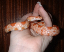 Kyan