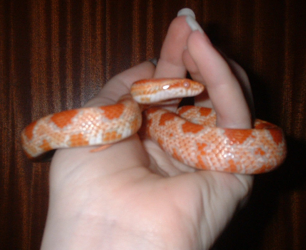Kyan