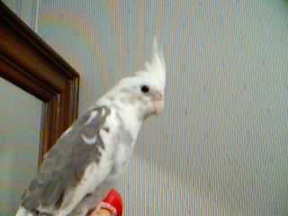 glorie