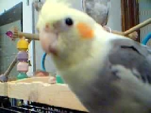 ollie pic #1