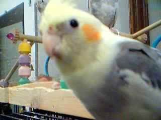 ollie pic #1