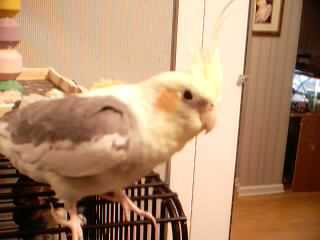 ollie pic #3