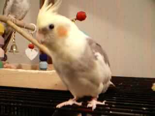 ollie pic #2