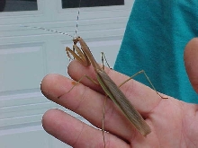 Chinese Mantid