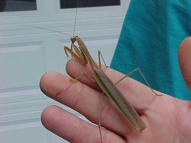 Chinese Mantid