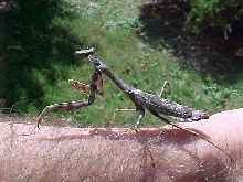 Carolina Mantid
