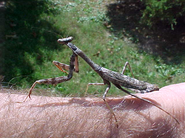 Carolina Mantid