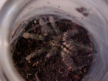 P cambridgei immature