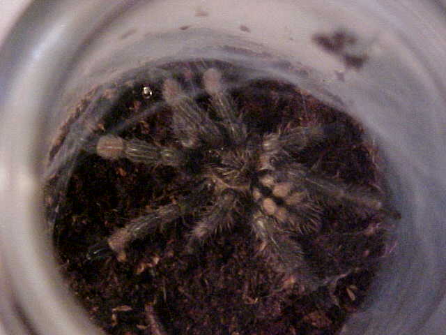 P cambridgei immature
