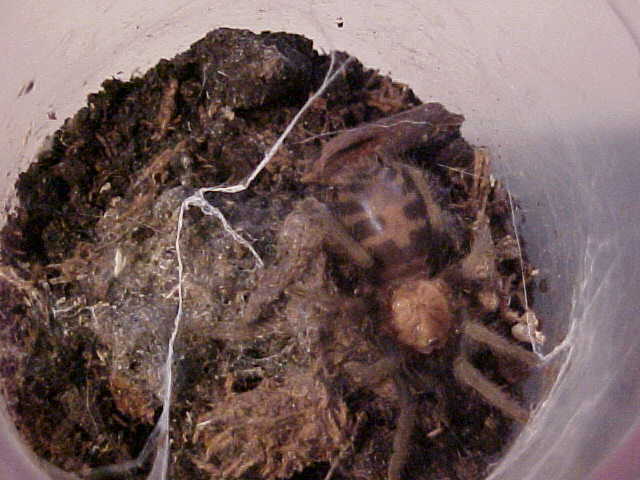 Costa Rican Tigerrump juvenile