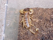 Tri-Color Burrowing Scorpion