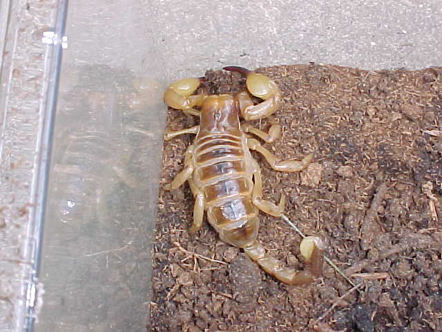 Tri-Color Burrowing Scorpion