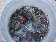 Tigerrump Tarantula and grasshopper