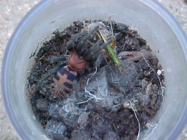 Tigerrump Tarantula and grasshopper