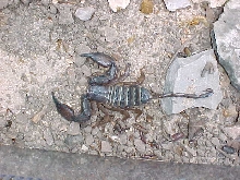 Olive-Keeled Flat Rock Scorpion