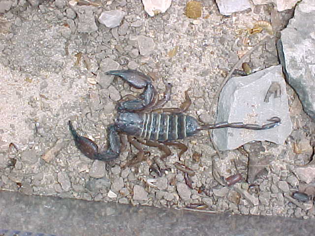 Olive-Keeled Flat Rock Scorpion