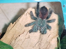 Pink-Toe Tarantula (A avicularia)