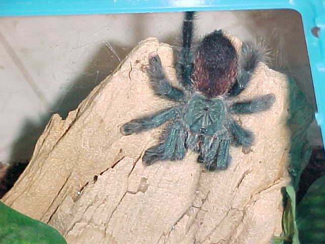 Pink-Toe Tarantula (A avicularia)