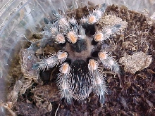Mexican Red Knee Tarantula