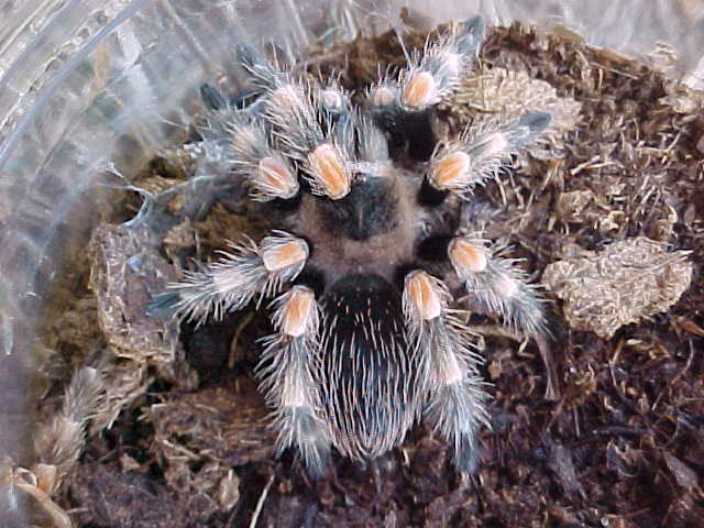 Mexican Red Knee Tarantula