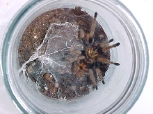 Greenbottle Blue juvenile
