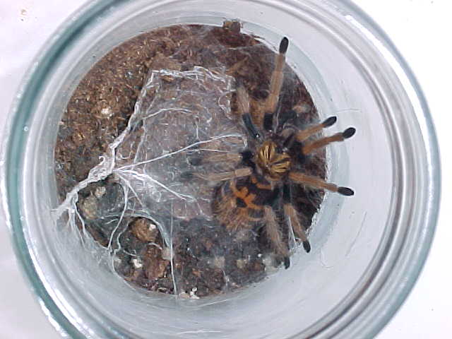 Greenbottle Blue juvenile