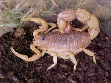 Yellow Thicktail Scorpion