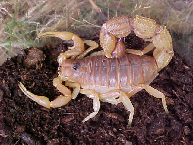 Yellow Thicktail Scorpion