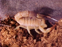 Androctonus australis (Yellow Fat Tail)