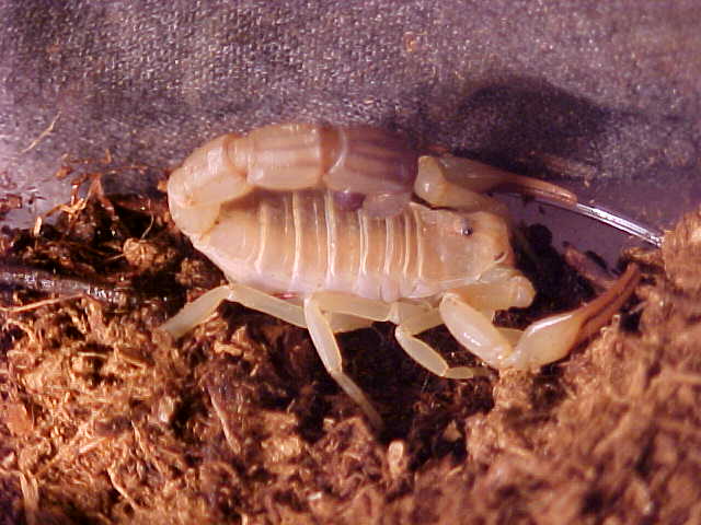 Androctonus australis (Yellow Fat Tail)