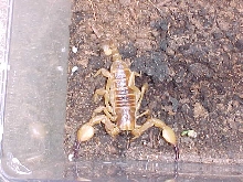 Tri-Color Burrowing Scorpion