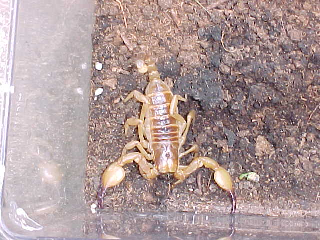 Tri-Color Burrowing Scorpion
