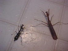 Carolina and Chinese Mantids