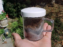 spiderlings2