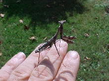 CAROLINA MANTID 2