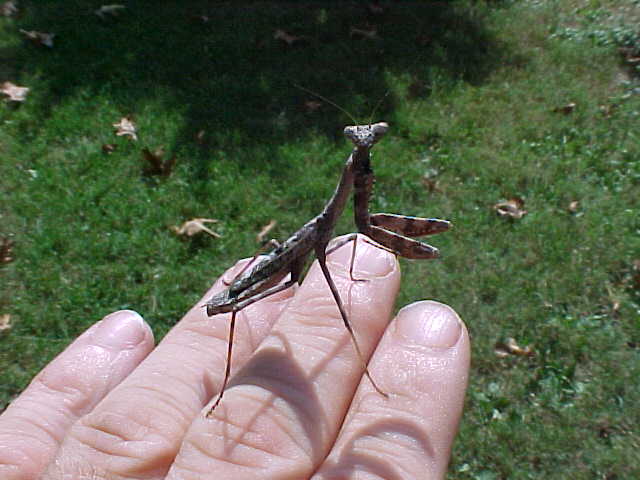 CAROLINA MANTID 2