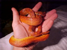 Motley Cornsnake