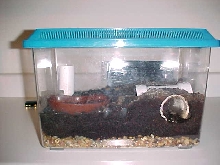 Emperor Scorp Enclosure