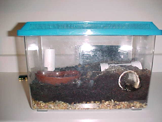 Emperor Scorp Enclosure