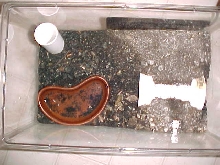 emp scorp enclosure top view